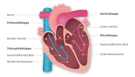Das Herz Und Seine Klappen Initiative Herzklappe E V