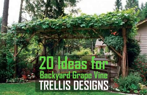 20 Ideas for Backyard Grape Vine Trellis Designs that Will Last