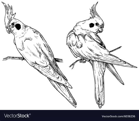 Cockatiel Clip Art Black And White