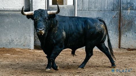 Orden De Lidia De Los Toros De Victoriano Del R O Toros De Cort S