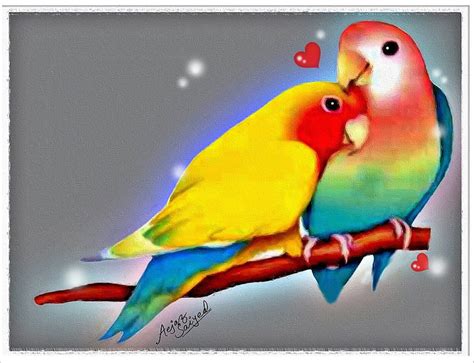 Hd Wallpapers P Love Birds Images Infoupdate Org