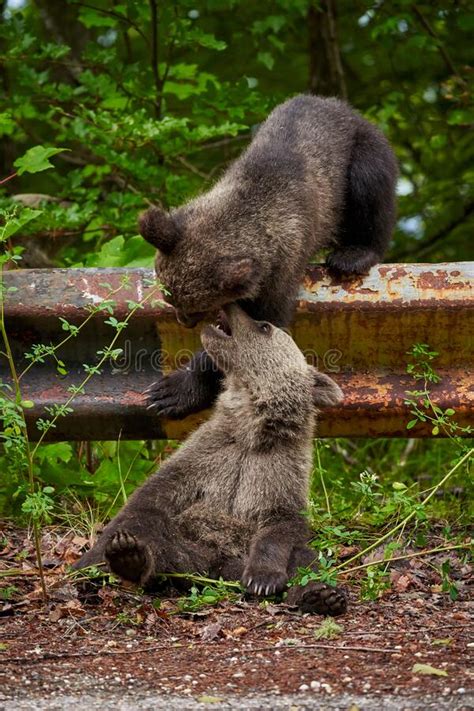 Brown Bear Cubs Playing Stock Image Image Of Cubs Male 192228285