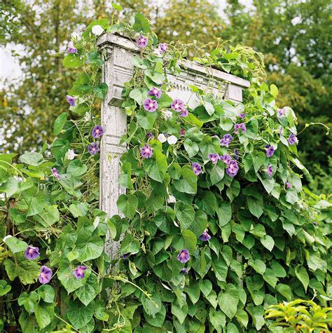 These 11 Vine Supports Take Climbing Flowers to the Next Level