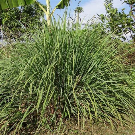 How to Care for Citronella Grass - Indoor Plant Guides