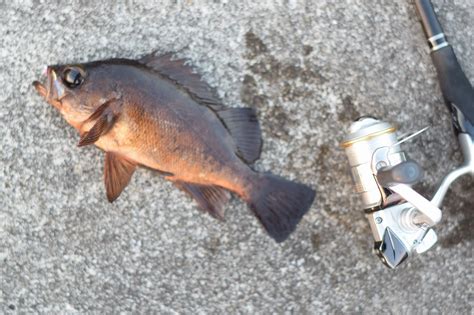 メバルが特に釣れる時期と季節・シーズンごとの攻略法【春・夏・秋・冬】 Tsuritabi