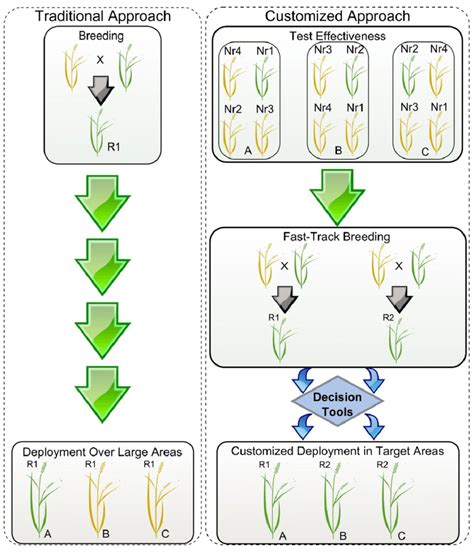 Simplified Scheme Showing The Deployment Of Resistant Varieties Using