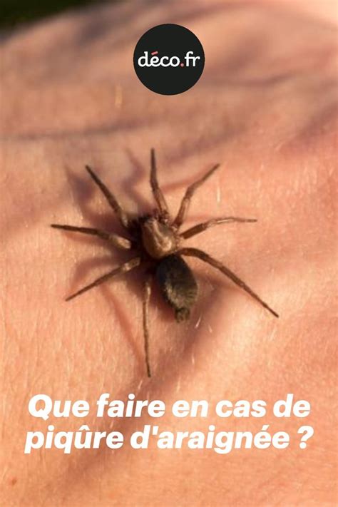 Que Faire En Cas De Piq Re D Araign E Insects Spider