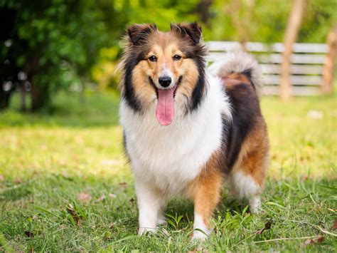 Sheltie Dog Breed Everything About Shelties