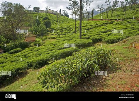 Tea Garden At Wayanad District Kerala Stock Photo Alamy