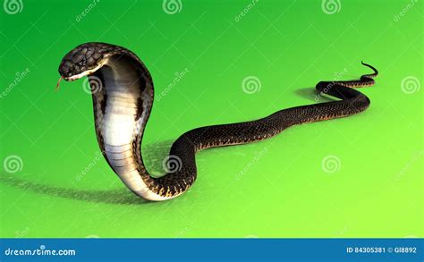 3d King Cobra The World`s Longest Venomous Snake On Green Background