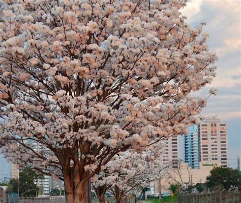 Tempo Nessa Ter A Feira Hojemais De Maring Pr