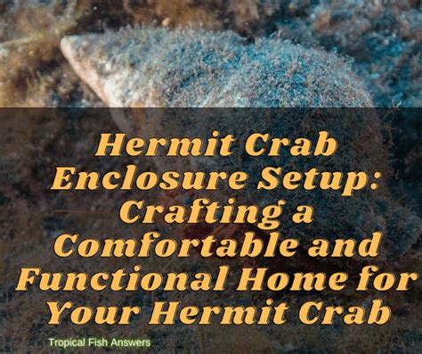 Hermit Crab Enclosure Setup Tropical Fish Answers