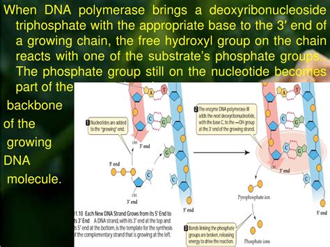 Ppt Dna Replication Powerpoint Presentation Free Download Id 1250636