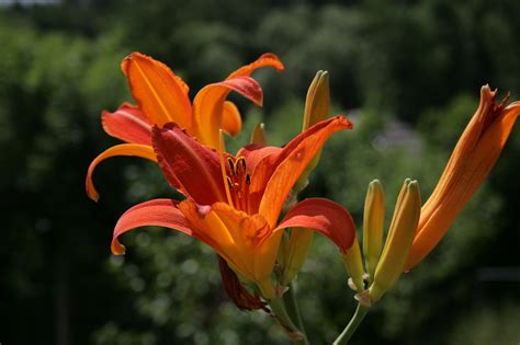 Lilies Flowers Garden Orange Free Photo On Pixabay Pixabay
