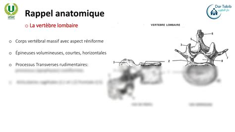 SOLUTION Anatomie Fonctionnelle Rachis Lombaire 2 Me Physio Studypool