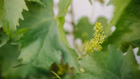 Start Weingut Tischleder