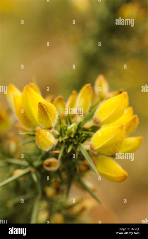 Yellow Flowers Of Common Gorse Ulex Europaeus In The English Spring