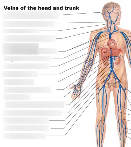 Veins Of The Head And Trunk Diagram Quizlet