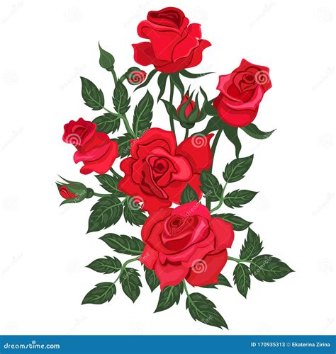 Bunch Of Red Roses Isolated On A White Background Vector Graphics