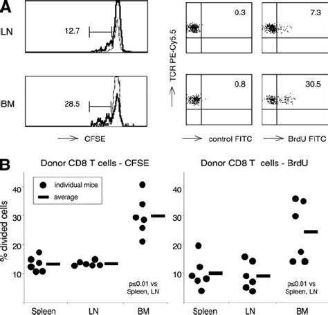 Brdu Labeling Protocol Efficiency After Either Cfse Labeling Or Mock