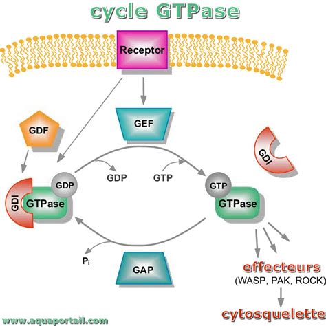 Gtpase D Finition Et Explications