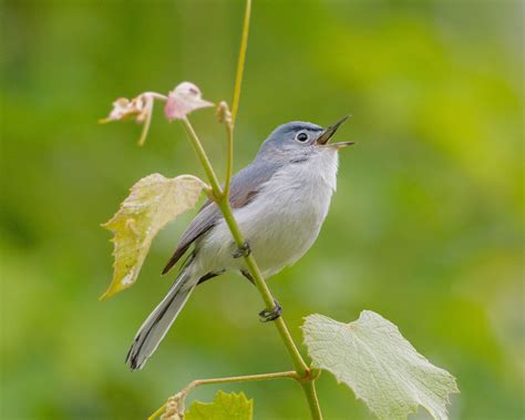 Blue Gray Gnatcatcher Audubon Field Guide