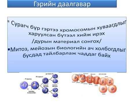 митоз мейоз | PPT