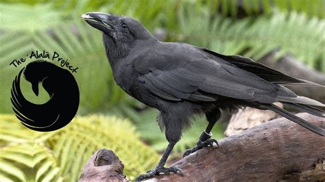 Hawaiian Crow 2022