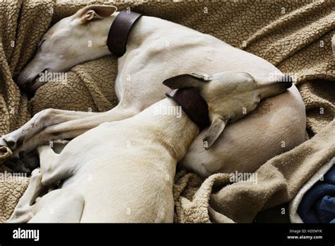 2 sleeping dogs hi-res stock photography and images - Alamy