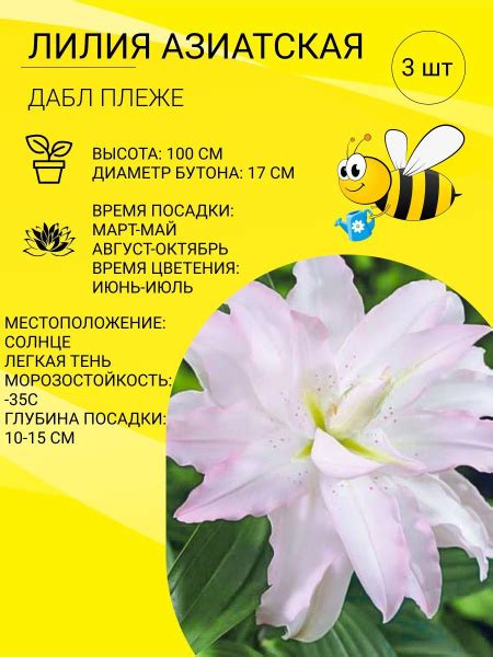 Лилии Лилии азиатские 3шт_Дабл Плеже - купить по выгодным ценам в ...