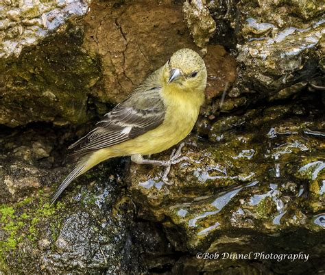 Western Tanager Female Bob Dinnel Flickr