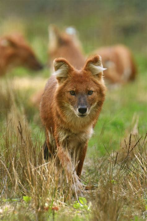 Chinese dhole (Cuon alpinus lepturus) - ZooChat