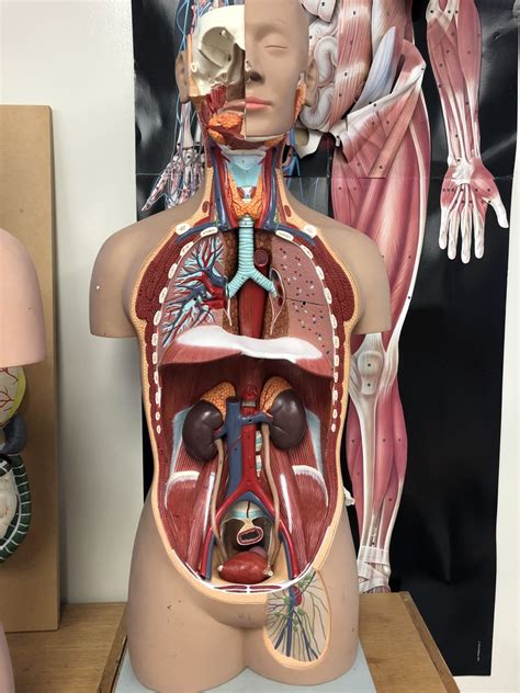 A P II Lab Midterm Abdominal Arteries Diagram Quizlet