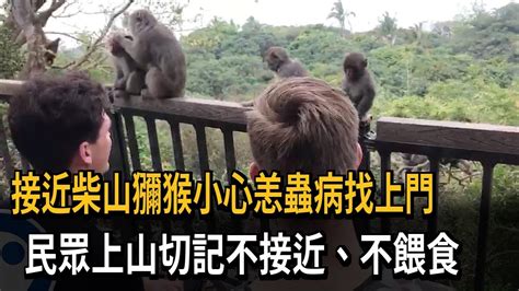 接近柴山獼猴小心恙蟲病找上門 民眾上山切記不接近、不餵食－民視新聞 Youtube