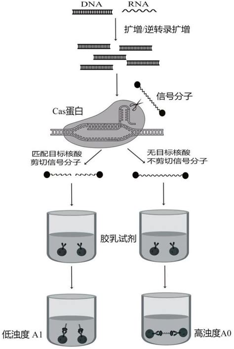 一种基于crisprcas系统的核酸片段检测方法与流程