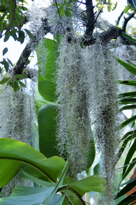 Fotos gratis árbol naturaleza rama hoja flor verde selva