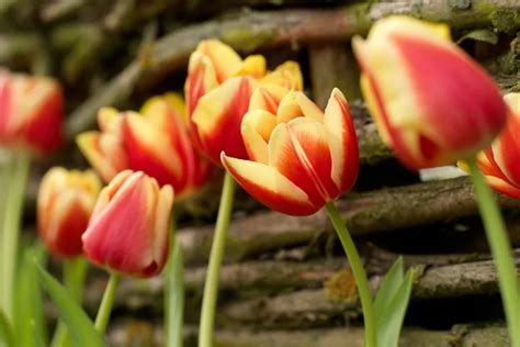 Tulipa Leen Van Der Mark Triumph Tulip