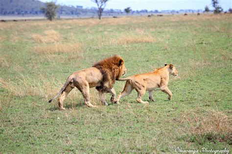 Lions Mating Sequence-2 by Okavanga on DeviantArt