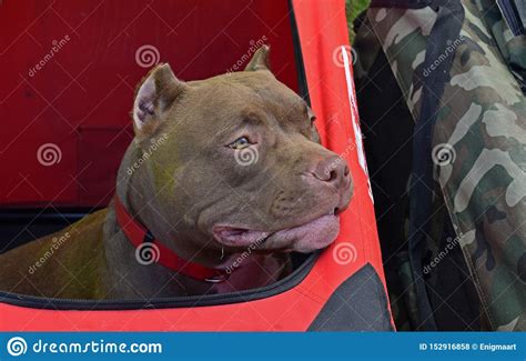 Dog Show in Dnepropetrovsk Ukraine. Editorial Stock Photo - Image of ...