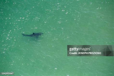 Great White Shark Cape Cod Photos And Premium High Res Pictures Getty