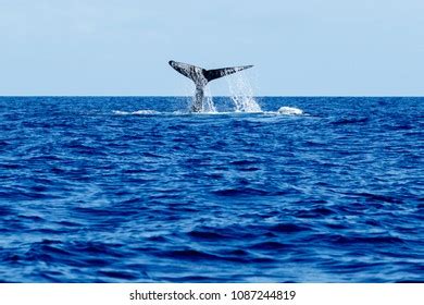 Humpback Whale Tail Slapping Hawaii Maui Stock Photo