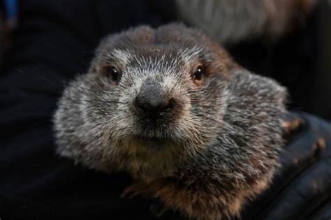 How Accurate Is Punxsutawney Phil Lets Look At The Last Few Years Of