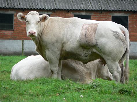 Blanc Bleu Belge Race Bovine Blanc Bleu Belge Les Animaux Les