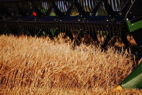 Agricultural Combine Harvester In The Field During Harvest Ripe Wheat