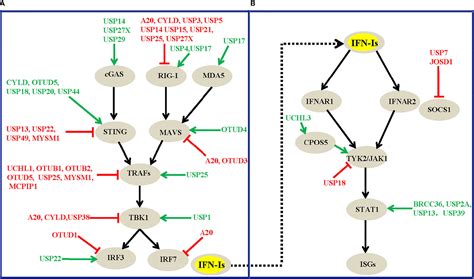 Frontiers An Integrated View Of Deubiquitinating Enzymes Involved In