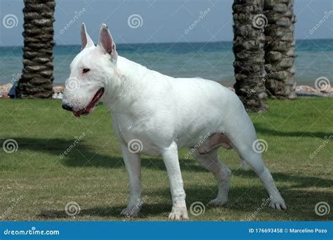 Bull Terrier Standard Purebred Dog Stock Photo Image Of Friend Group