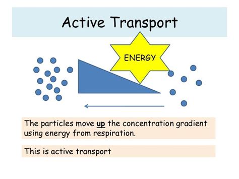 Lesson 15 Active Transport