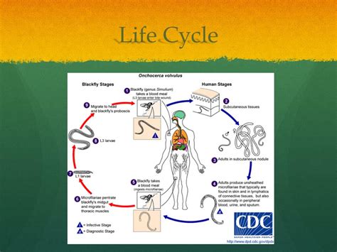 Ppt Onchocerca Volvulus Powerpoint Presentation Free Download Id2282530