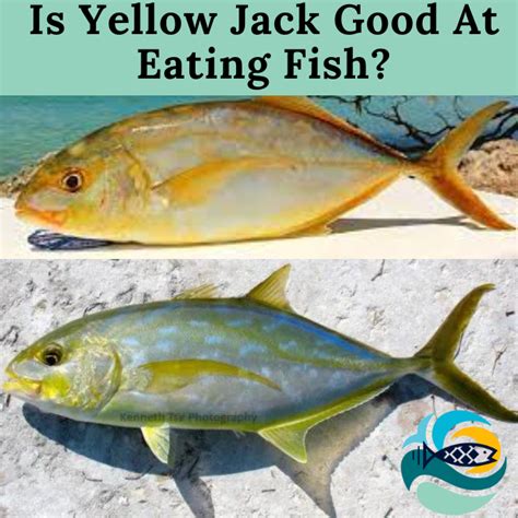 Is Yellow Jack Good At Eating Fish? |Things You Need To Know|