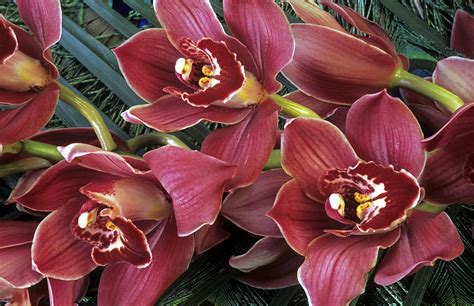 2 Common Cymbidium Problems And How To Tackle Them Orchid Care Zone